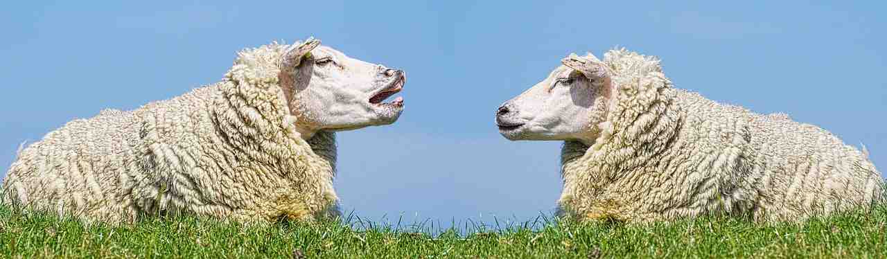 moutons, communication, discuter